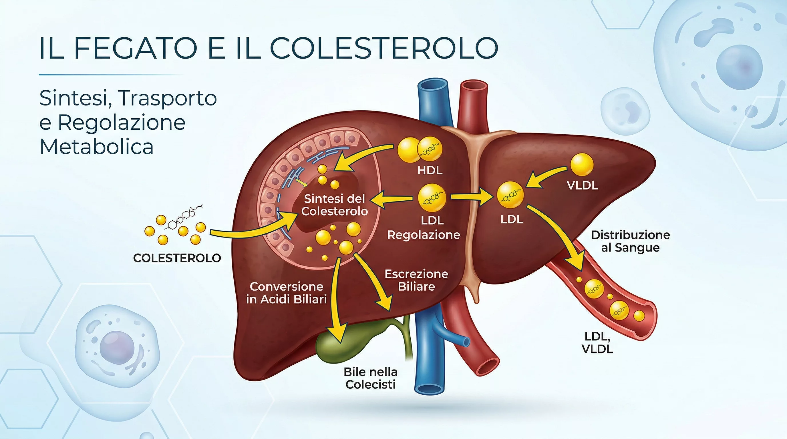 Colesterolo: come la dieta può migliorare la tua salute